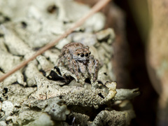 Attulus distinguendus