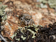 Attulus distinguendus