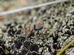 Attulus distinguendus