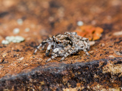 Attulus distinguendus