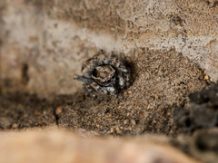 Attulus distinguendus