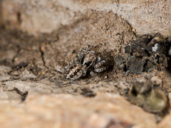 Attulus distinguendus