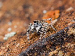 Attulus distinguendus