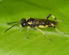 Macrophya flavicoxae