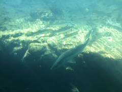 Centropomus undecimalis