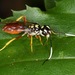 Orthogonalys pulchella - Photo (c) skitterbug, algunos derechos reservados (CC BY), uploaded by skitterbug