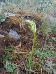 Pterostylis monticola