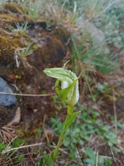Pterostylis monticola