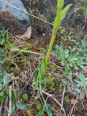 Pterostylis monticola
