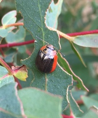 Paropsisterna agricola