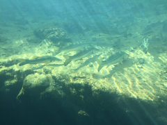 Centropomus undecimalis