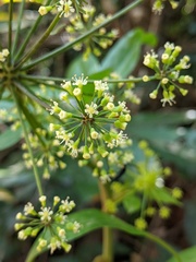 Mackinlaya macrosciadea