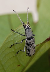 Xenocerini