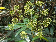 Mackinlaya macrosciadea