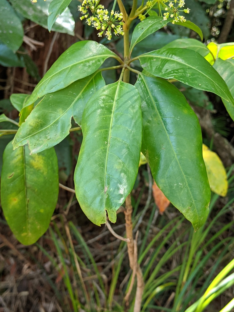 Mackinlaya macrosciadea