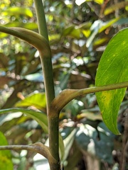 Mackinlaya macrosciadea