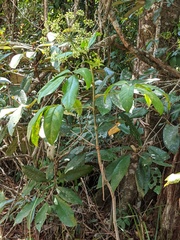 Mackinlaya macrosciadea