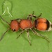 Pseudomethoca simillima - Photo (c) skitterbug, algunos derechos reservados (CC BY), subido por skitterbug