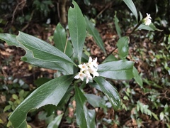 Daphne kiusiana