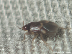 Dipsocoroidea