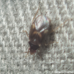 Dipsocoroidea