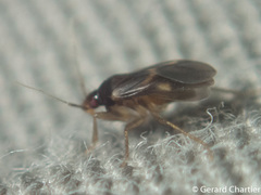 Dipsocoroidea