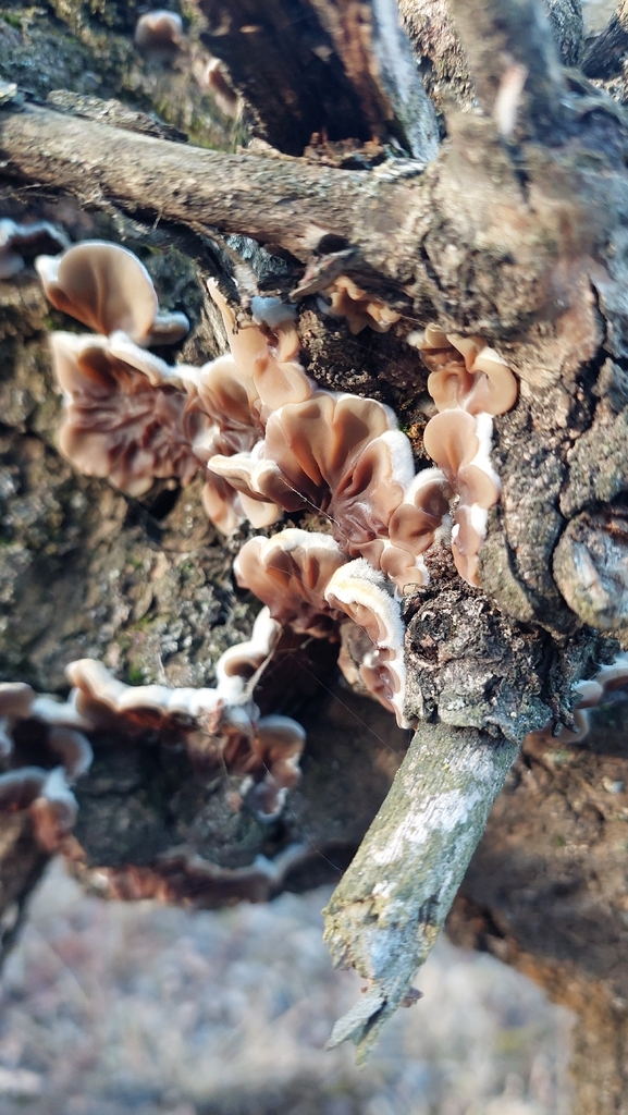 Auricularia mesenterica · December 2025 · photo: © viktorstrenada (iNaturalist, cc-by)
