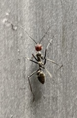 Camponotus singularis