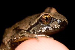 Tailed Frog photo 3