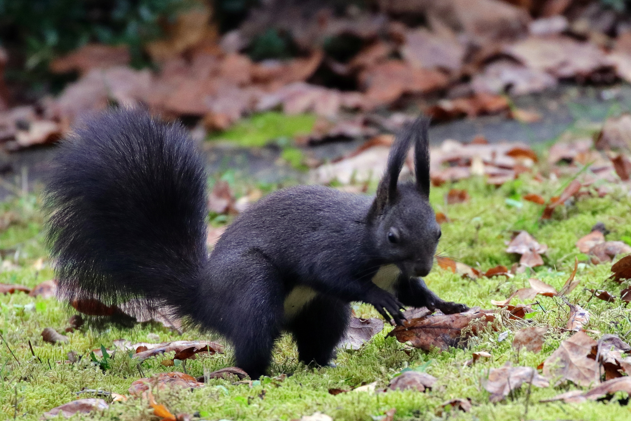 Laying down, Red squirrel (Sciurus vulgaris) lying on a bra…