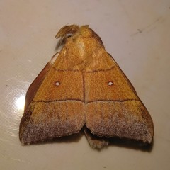 Odonestis erectilinea