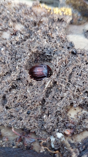 Photo of Black snail beetle (Phosphuga atrata)