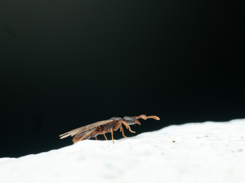 Roger's ant