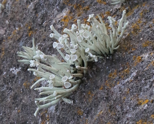 Niebla procera