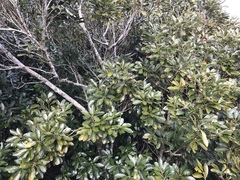 Lithocarpus edulis