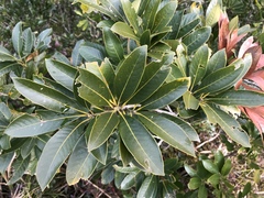 Lithocarpus edulis
