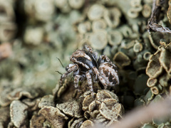 Attulus distinguendus