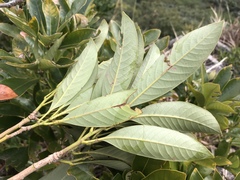 Lithocarpus edulis