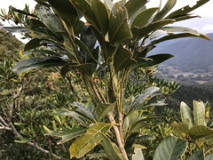 Lithocarpus edulis