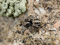 Attulus distinguendus