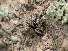 Attulus distinguendus