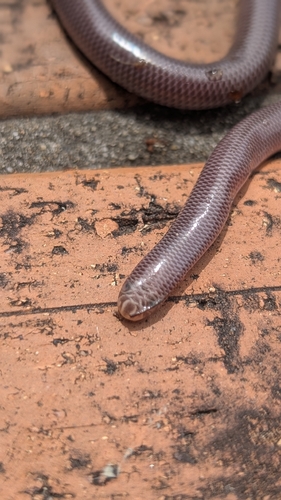 Blackish Blind Snake sighting
