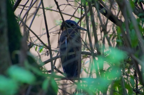 iNaturalist image