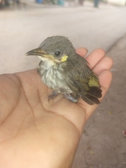 Territornis reticulata