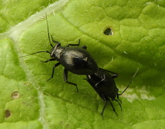 Euryopicoris nitidus