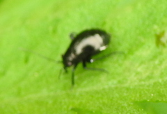 Euryopicoris nitidus