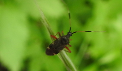 Closterotomus biclavatus