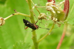 Closterotomus biclavatus