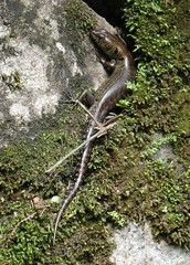 Sphenomorphus praesignis