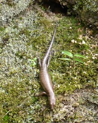 Sphenomorphus praesignis